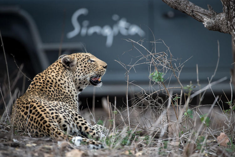 A leopard is lounging on a sturdy tree branch, basking in dappled sunlight amidst the African bush, showcasing the rich wildlife experience one can encounter in Kruger National Park. This serene moment highlights the beauty of nature, perfect for those looking to visit Kruger National Park and enjoy a self-drive safari.