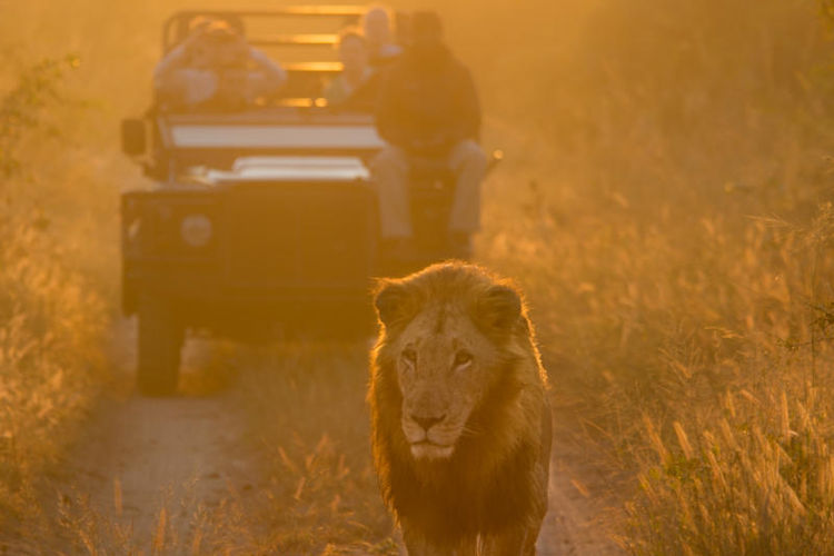 The image depicts a stunning sunset over the African savanna, featuring silhouetted giraffes and acacia trees against a vibrant orange and purple sky. This scene captures the essence of a safari experience in Kruger National Park, where visitors can spot wild animals and enjoy the breathtaking landscapes of South Africa.