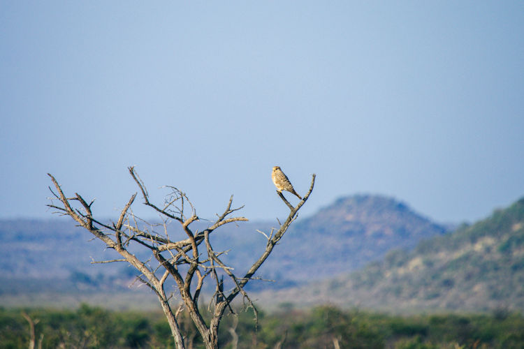 best-madikwe-game-reserve-safari-intinery-2.jpg Arrival and welcome at the Madikwe Game Reserve, showcasing guests being greeted.