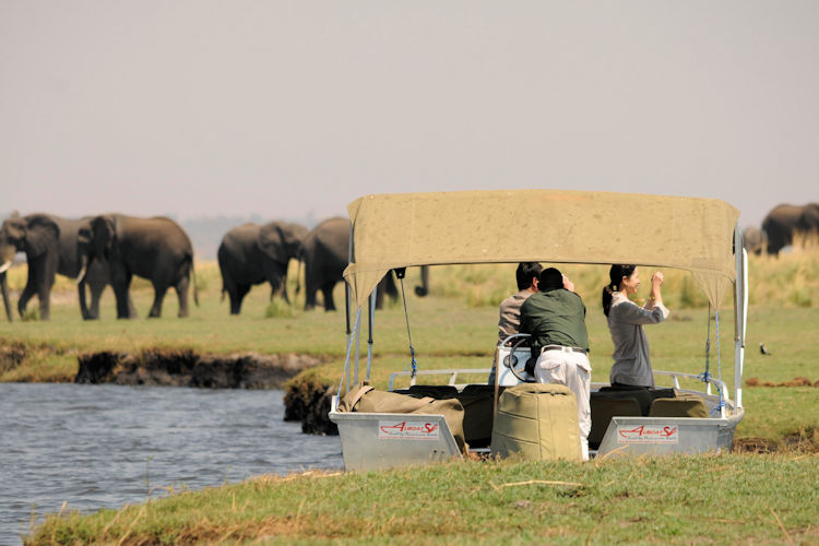 Wildlife experiences in Chobe National Park, highlighting elephants and other animals.