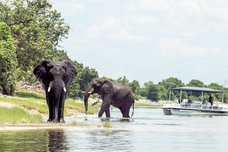 A scenic river safari on the Chobe River, showcasing the beauty of the landscape.