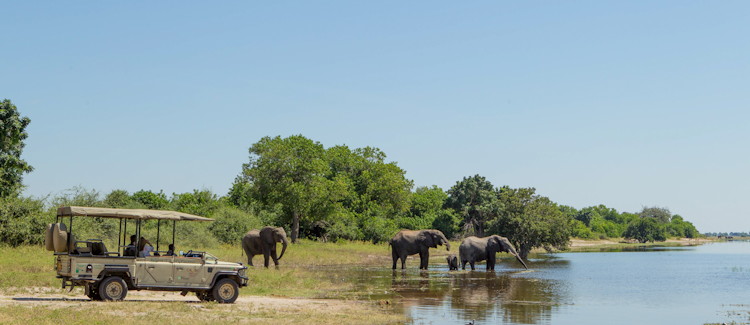 Half day Chobe National Park game drive Kasane elephants lions antelope 3-4 hours Botswana