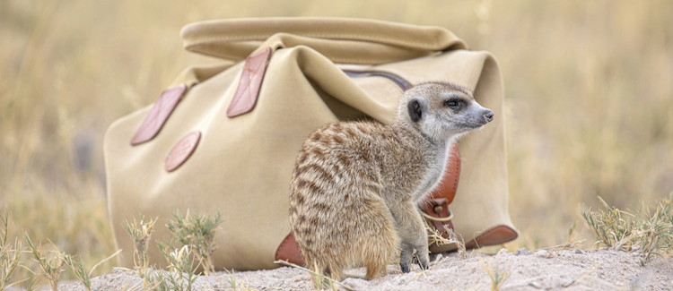 Kalahari meerkat tour Makgadikgadi Pans Planet Baobab Jacks Camp San Camp research team Botswana