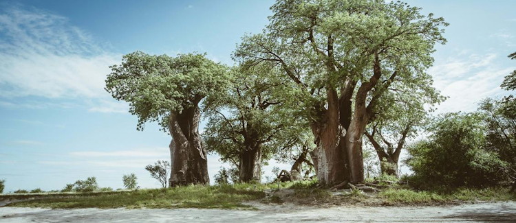 Nxai Pan National Park day tour Maun Baines Baobabs elephants lions overnight option Botswana