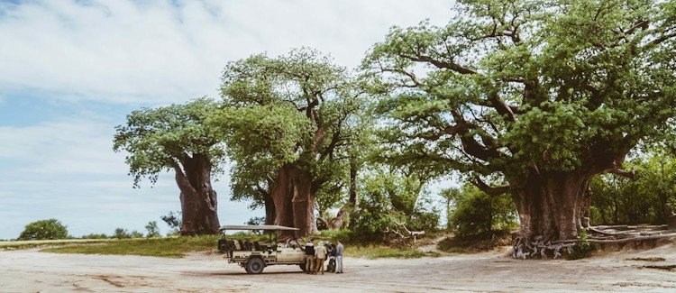 Nxai Pan National Park Botswana Baines Baobabs Thomas Baines elephants self-drive 4x4