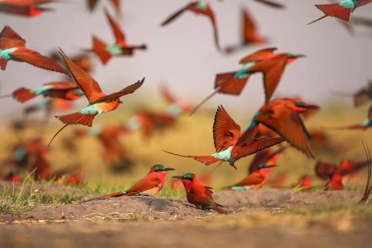 Okavango Delta birdwatching 450 species African fish eagle malachite kingfisher saddle-billed stork Botswana