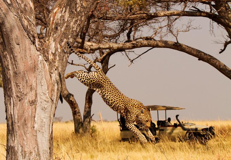 Okavango Delta photography opportunities wildlife landscapes mokoro walks horseback Botswana