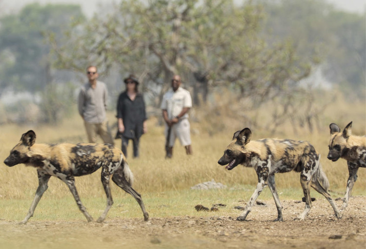Okavango Delta wildlife haven Botswana elephants Big Five wild dogs Moremi Game Reserve UNESCO
