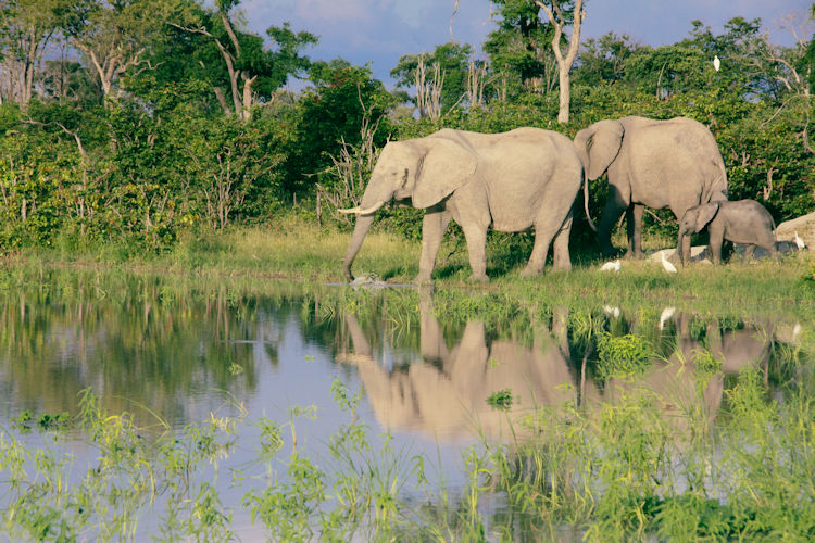 Elephants drinking Chobe River sunset golden light Botswana Chobe National Park largest herds Africa