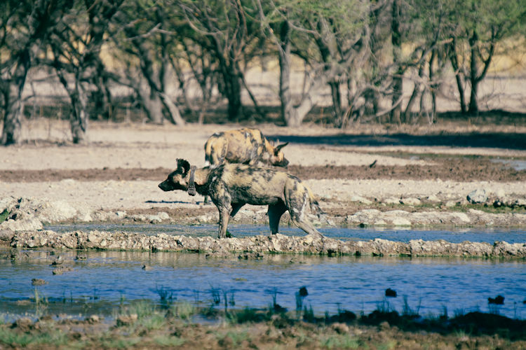 African wild dogs pack golden grass Botswana Linyanti painted wolves Moremi Botswana safari