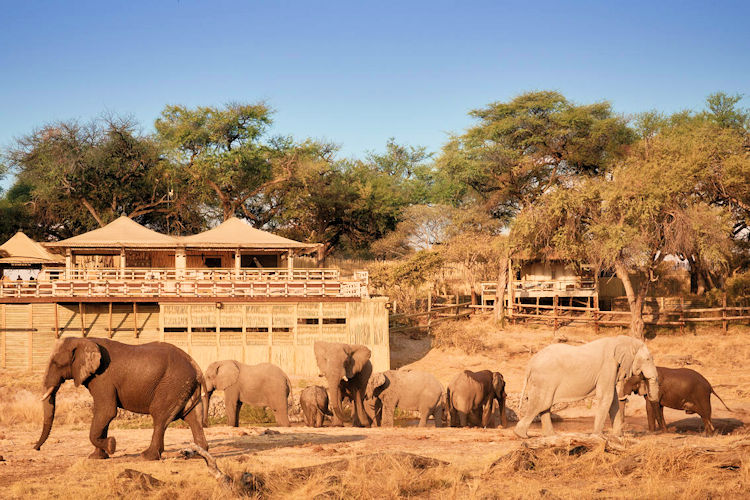 Savuti elephants Chobe National Park dry winter months waterholes 50 male elephant gathering Botswana