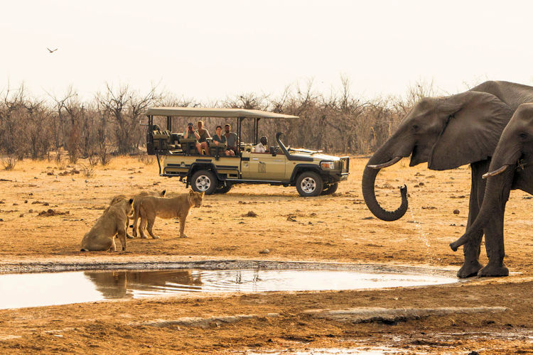 Savuti Marsh Chobe National Park lions predator prey elephants zebras birds dynamic wildlife Botswana