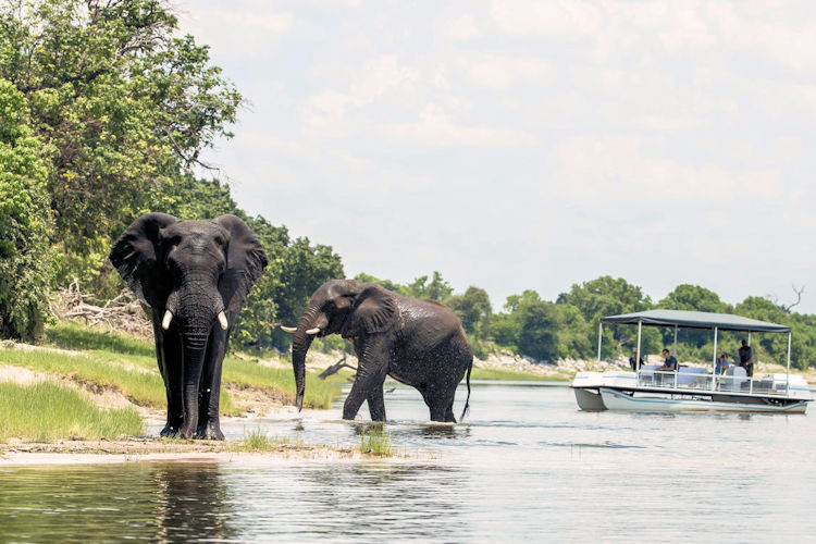 Chobe National Park safari experience elephant herds hippos boat cruise guided walking stargazing Botswana