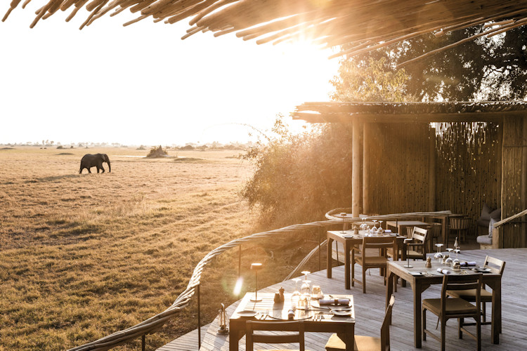 Exceptional wildlife viewing Mombo Camp elephants lions leopards wild dogs Chief's Island Okavango Botswana