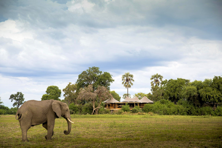 Mombo Camp conservation Botswana Rhino Reintroduction Project white rhino first calf 2004 Okavango Delta