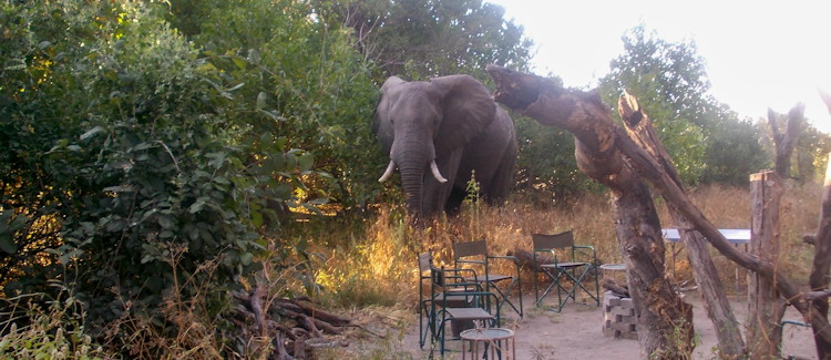 Best Botswana Safari Ever Gcadikwe Island Camp elephants buffalo hippo Moremi Okavango Delta Khwai River lions