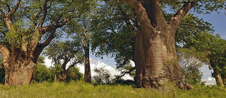 Baine's Baobabs Sleeping Sisters Nxai Pan Thomas Baines 1860 painting Botswana bucket list