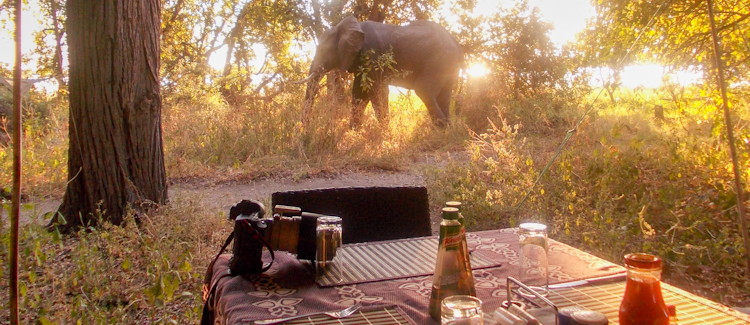 Camping Okavango Delta Botswana mokoro dugout canoe waterways game drinking peacefully wildlife harmony