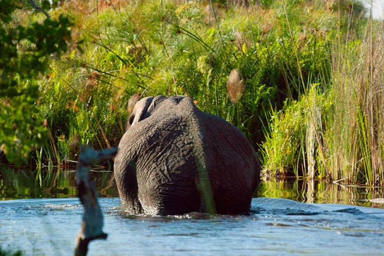 Chobe National Park wildlife elephant herd 7-day Botswana safari best destination river cruise
