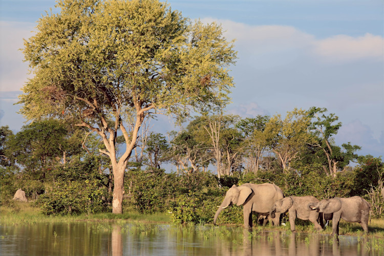 Luxury safari lodge Botswana 7-day budget vs luxury options tented camp plunge pool game drives