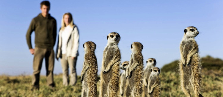 Makgadikgadi meerkats Makgadikgadi Pans National Park Botswana guided walks Jacks Camp San Camp