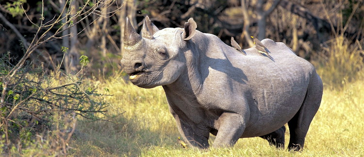 Khama Rhino Sanctuary Botswana rhino conservation community project tracking photography