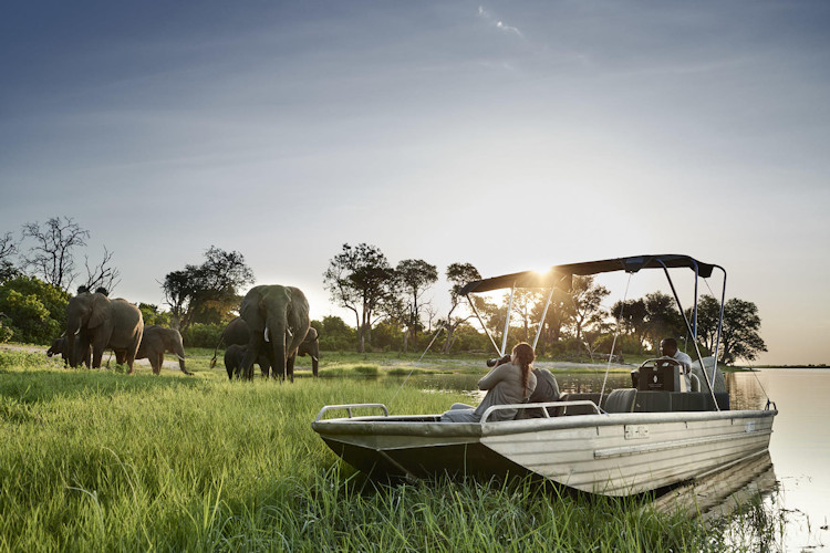 Photography Chobe National Park river safari boat unobstructed views elephant herd Pangolin Photo Safaris