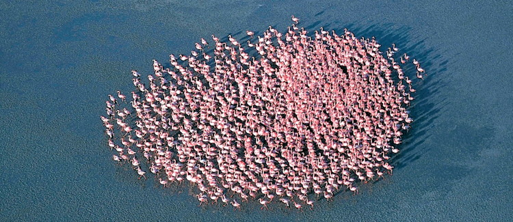 250000 flamingos Sowa Pan Nata Bird Sanctuary Botswana dry season May October photography