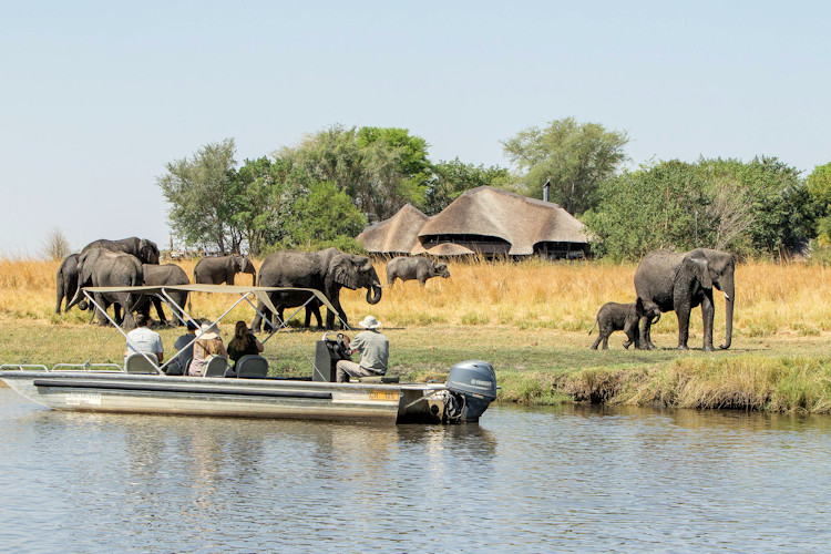 Botswana safari hot dry September October Big Five waterhole concentration Okavango catfish run