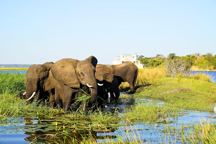 Chobe National Park Botswana safari May September dry season elephant herds Chobe River riverfront