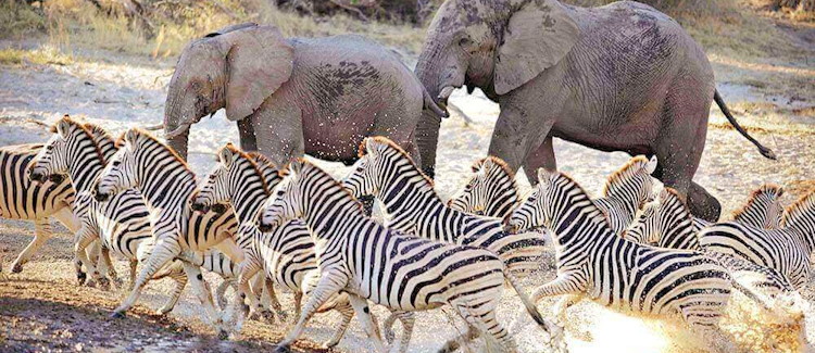 Zebra migration Botswana Makgadikgadi Pans Moremi Game Reserve longest terrestrial migration Africa