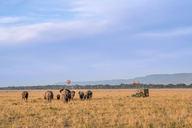 A safari vehicle exploring the Maasai Mara, surrounded by wildlife.