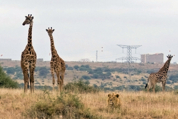 Nairobi National Park oldest Kenya 1946 black rhino lions leopards 600 birds ivory burning monument