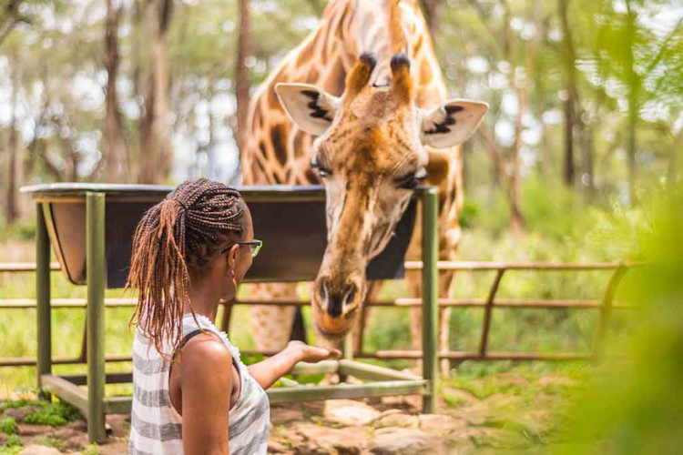Giraffe Centre Nairobi Rothschild giraffe interactive feeding conservation education Karen suburb Kenya