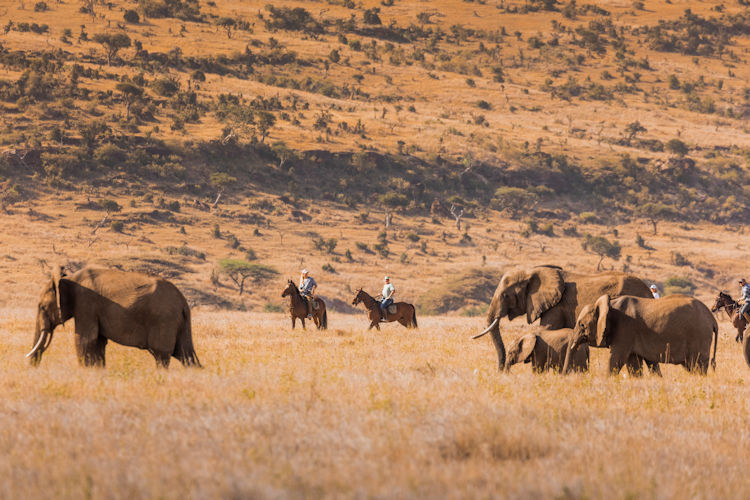 Elephant herd crossing Laikipia Plateau savannah with Mount Kenya's snow-capped peak on the horizon