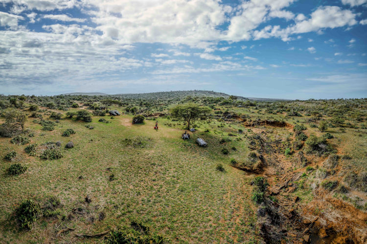 Grevy's zebra pair grazing on Laikipia Plateau's golden grassland, distinguished by narrow stripes and white bellies
