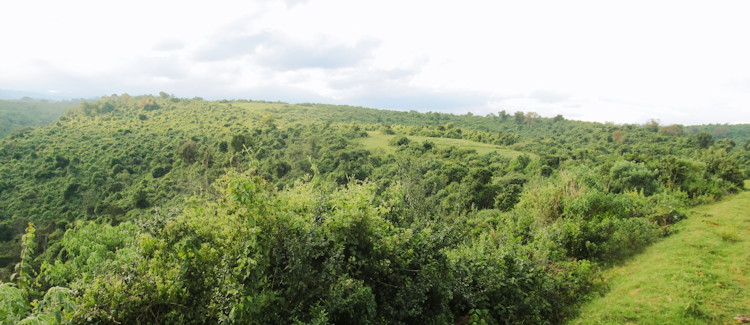 Aberdare National Park Kenya dense rainforest glade buffalo herd Land Rover game drive mountain scenery