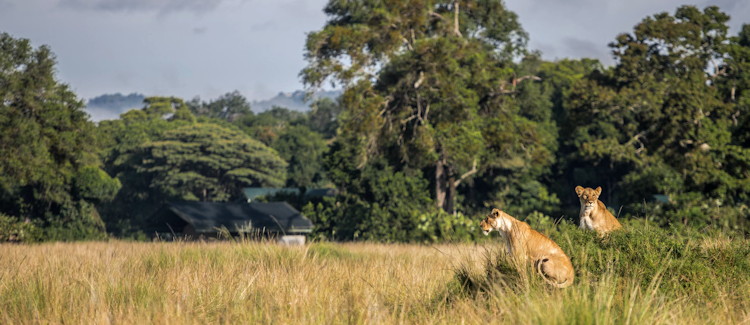 Governors Camp Masai Mara 37 tented suites Mara River bank migration balloon safari Kenya
