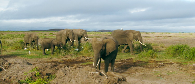 Amboseli National Park Kenya elephant herd Mount Kilimanjaro snow-capped backdrop Africa largest population