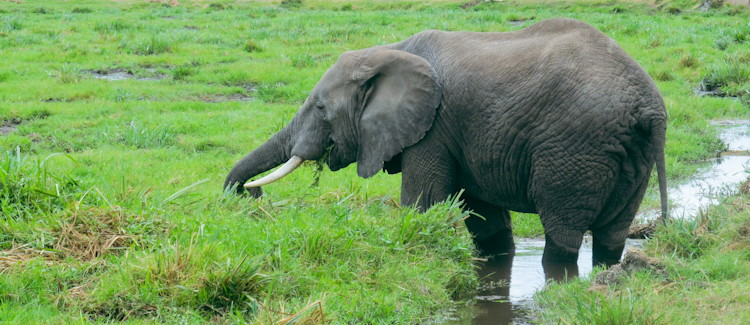 Amboseli National Park Kenya five swamps open grasslands dry lake bed dust devils wildlife photography