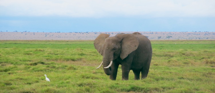 Amboseli National Park Kenya horseback safari giraffe zebra open plains Mount Kilimanjaro views
