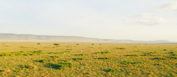 Masai Mara Kenya Great Migration wildebeest zebra crossing savannah July October predators Kenya