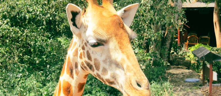 Giraffe Manor Nairobi Kenya garden manor extension colonial décor African chic Marlon Brando named rooms