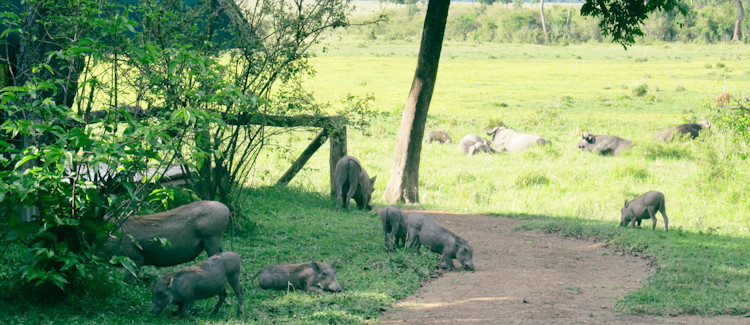 Governors Camp Kenya Mara River bend vast savannah unfenced tented camp elephant encounters BBC Planet Earth