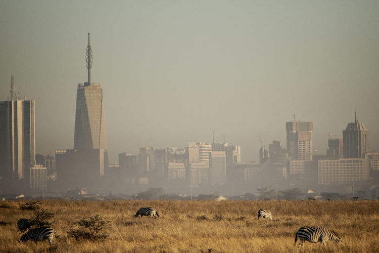 Nairobi National Park city skyline backdrop lions giraffe buffalo rhino 100 mammals 400 birds Kenya
