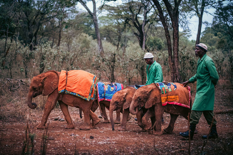 Sheldrick Wildlife Trust baby elephant orphans Nairobi rescue rehabilitation Kenya adopt $50 per year