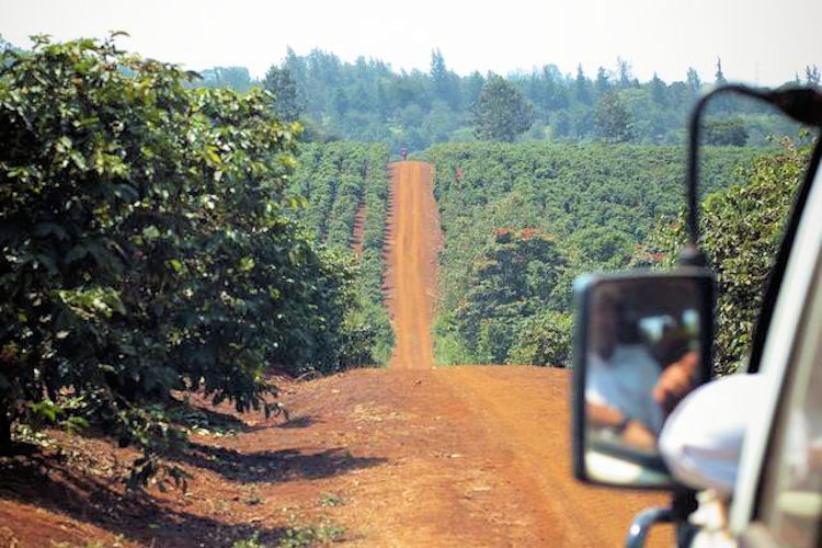 Karunguru Coffee Estate Nairobi nearby farm tour 100% Arabica beans volcanic soil 1685m altitude