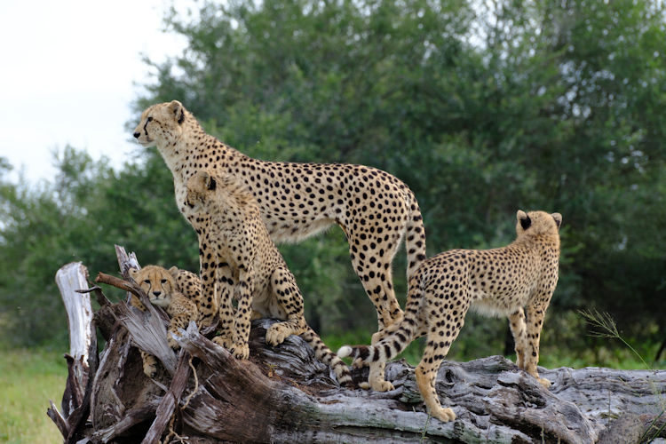 Overview of Kruger National Park showcasing the vast landscapes and wildlife.