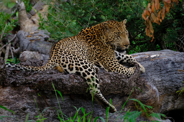 Sabi Sands Game Reserve with wildlife roaming freely.