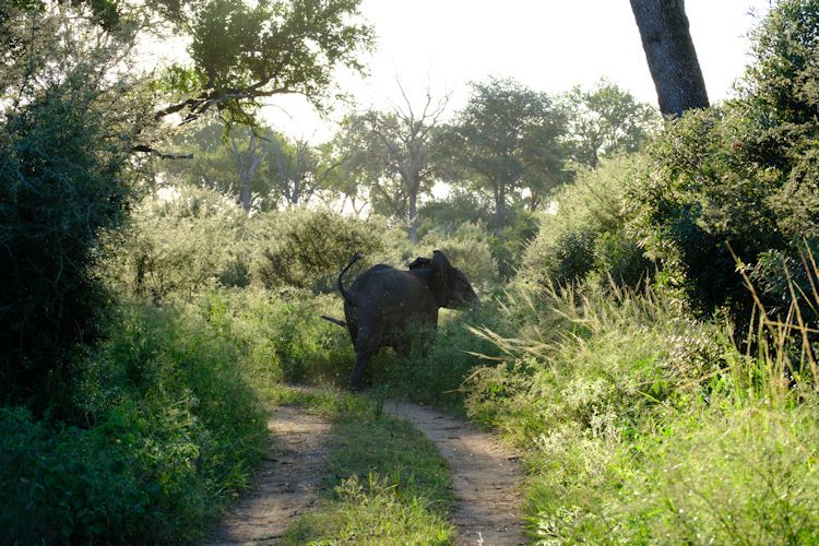 Klaserie Nature Reserve featuring diverse wildlife.